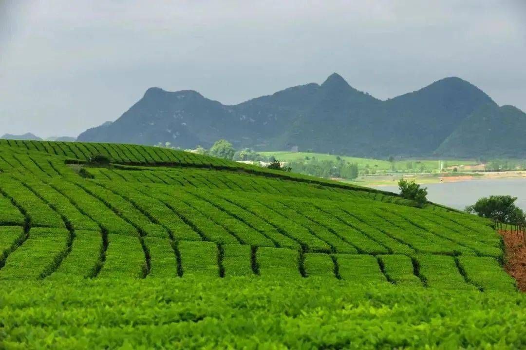 6ce57110cd444e8da94e49a064790068.jpg 6ce57110cd444e8da94e49a064790068.jpg